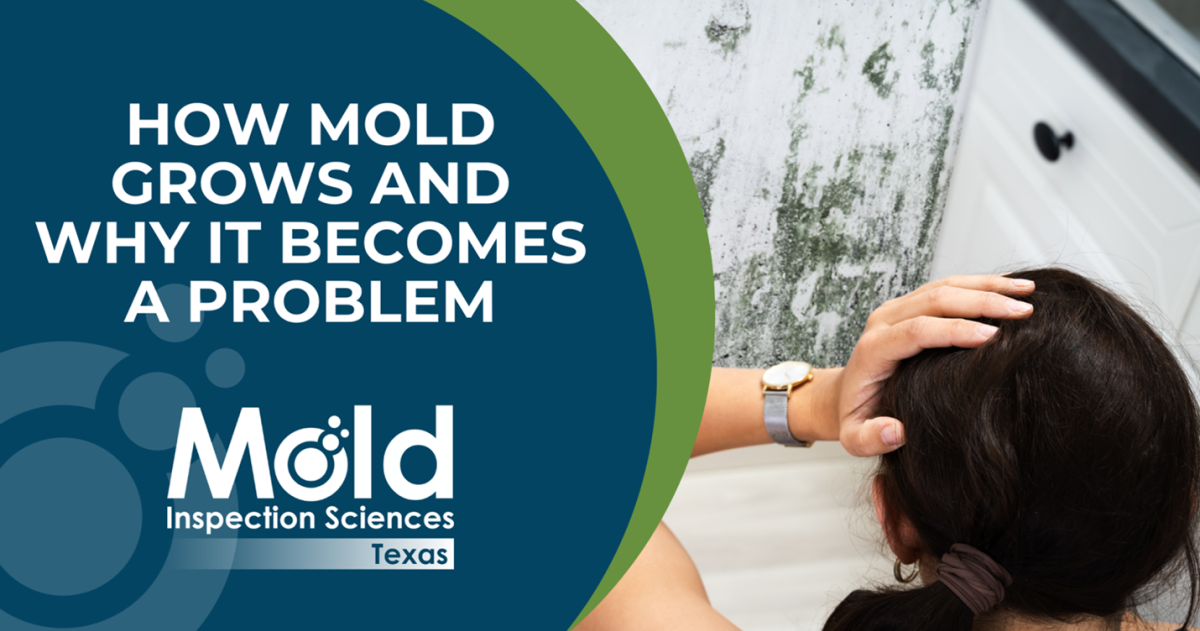 Understanding How Mold Grows | Types & Health Risks