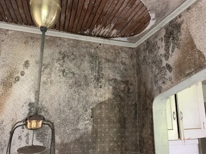 A room with severely deteriorated walls and ceiling presents extensive mold from a recent investigation. The wallpaper is peeling, exposing wooden slats, and a tarnished brass light fixture hangs from above.