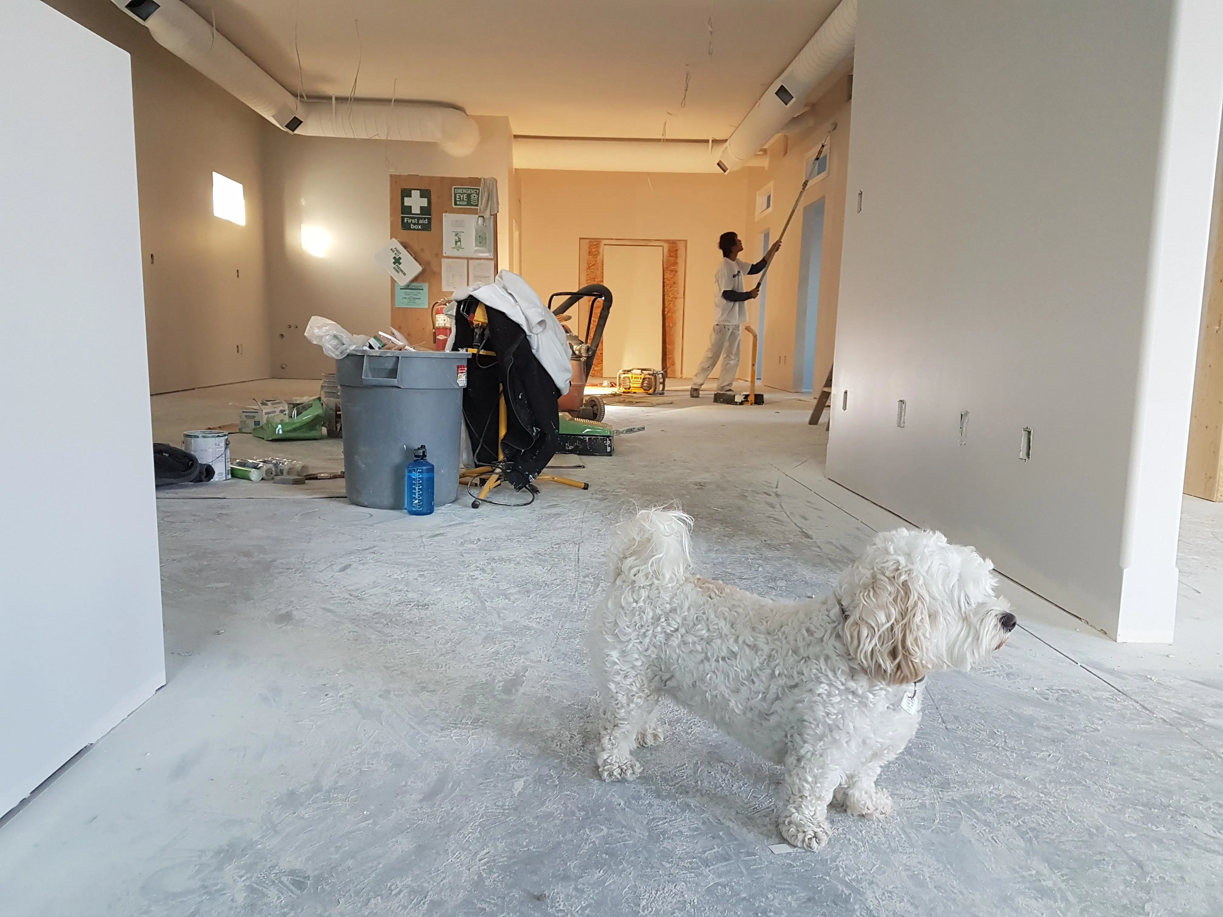 A small white dog stands on a floor under renovation, while a person paints a wall in the background, seemingly inspecting their work. The room is cluttered with scattered tools, a trash bin, and construction materials. Walls are partially finished.